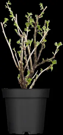 Ribes u.-c. 'Deep Red' - P9 - image 3