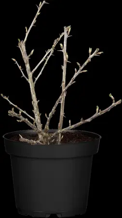 Ribes u.-c. 'Deep Red' - P9 - image 2