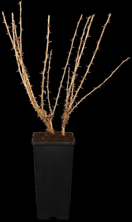 Ribes u.-c. 'Deep Red' - P9 - image 1