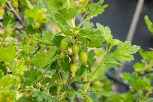 Ribes u.-c. 'Hinnonm?ki Gul'  - 2 Ltr, 3 canes - image 5