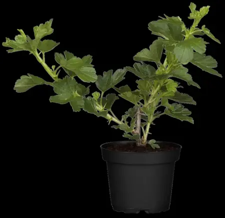 Ribes u.-c. 'Hinnonm?ki Gul'  - 2 Ltr, 3 canes - image 3