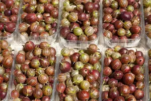 Ribes u.-c. 'Hinnonm?ki R?d' - 60-80 CM C2 - image 1