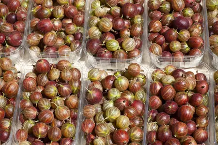 Ribes u.-c. 'Hinnonm?ki R?d' - 2 Ltr pot - image 1