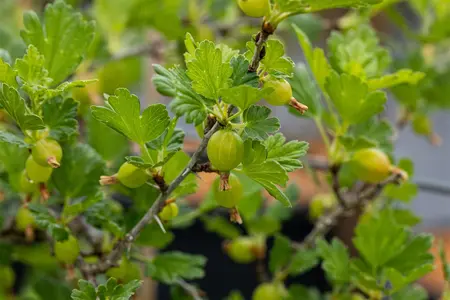 Ribes u.-c. 'Hinnonmaki White' - 2 Ltr, 3 canes - image 4