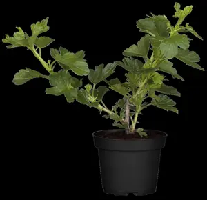 Ribes u.-c. 'Hinnonmaki White' - 2 Ltr, 3 canes - image 3