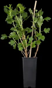 Ribes u.-c. 'Hinnonmaki White' - 2 Ltr, 3 canes - image 2