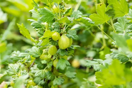 Ribes u.-c. 'Invicta' - 2 Ltr, 3 canes - image 4