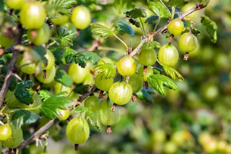 Ribes u.-c. 'Invicta' - 2 Ltr, 4 canes - image 1