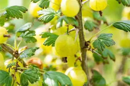 Ribes u.-c. 'Invicta' - 2 Ltr, 4 canes - image 2