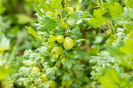 Ribes u.-c. 'Invicta' - 2 Ltr, 4 canes - image 3