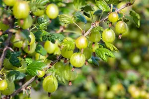 Ribes u.-c. 'Invicta'