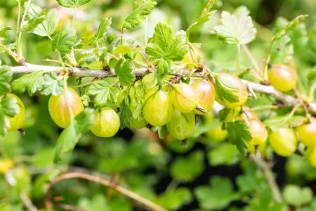 Ribes u.-c. 'Invicta' - P9 - image 5