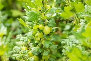 Ribes u.-c. 'Invicta' - 40-60 CM C10 - image 3