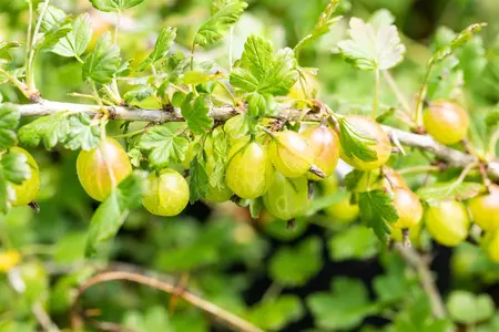 Ribes u.-c. 'Invicta' - 40-60 CM C10 - image 5