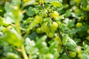 Ribes u.-c. 'Invicta' - 30-40 CM C3 - image 5
