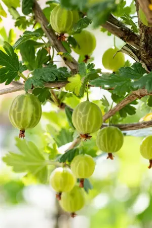 Ribes u.-c. 'Mucurines' - 50-60 CM C2 - image 4