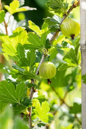 Ribes u.-c. 'Mucurines' - 50-60 CM C2 - image 3