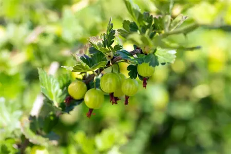 Ribes u.-c. 'Mucurines' - 40-50 CM C3 - image 1