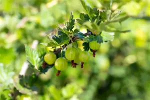 Ribes u.-c. 'Mucurines'
