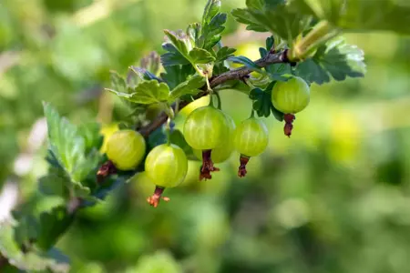 Ribes u.-c. 'Mucurines' - 50-60 CM C2 - image 2