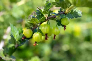 Ribes u.-c. 'Mucurines' - 50-60 CM C2 - image 2