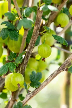 Ribes u.-c. 'Tatjana' - 3 Ltr pot - image 4