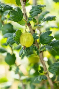 Ribes u.-c. 'Tatjana' - 3 Ltr pot - image 5