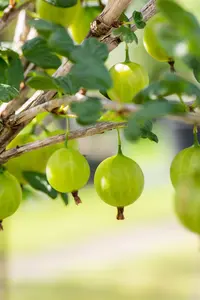 Ribes u.-c. 'Tatjana' - P9 - image 3