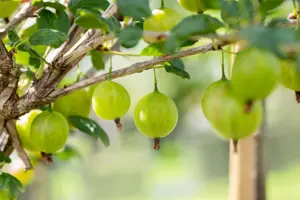 Ribes u.-c. 'Tatjana' - 3 Ltr pot - image 2