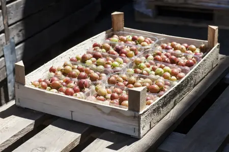 Ribes u.-c. 'Whitesmith' - P9 - image 5
