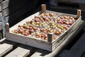 Ribes u.-c. 'Whitesmith' - P9 - image 5