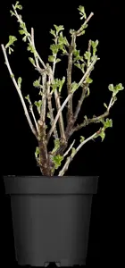 Ribes u.-c. 'Whitesmith' - P9 - image 3