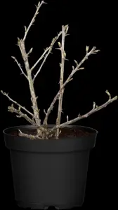 Ribes u.-c. 'Whitesmith' - P9 - image 2