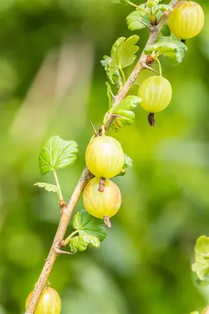 Ribes uva-crispa(red) - P9 - image 5