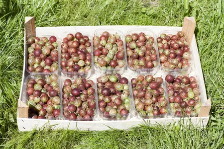 Ribes uva-crispa(red) - P9 - image 3