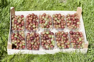 Ribes uva-crispa(red) - P9 - image 3