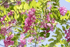 Robinia margaretta 'Casque Rouge' - 125-150 CM C5 WHIP - image 4