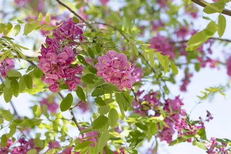 Robinia margaretta 'Casque Rouge' - 125-150 CM C5 WHIP - image 3