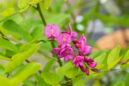 Robinia margaretta 'Casque Rouge' - STD 8-10 CM CONT     - image 4