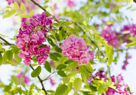 Robinia margaretta 'Casque Rouge' - 125-150 CM C5 WHIP - image 2
