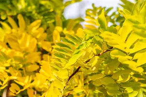 Robinia ps. 'Frisia' - STEM 200 CM, GIRTH 12-14 CM RB - image 1