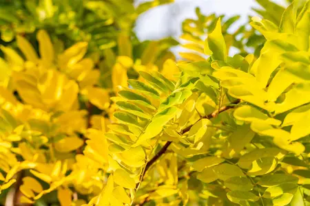 Robinia ps. 'Frisia' - STEM 225 CM, GIRTH 14-16 CM RB - image 1