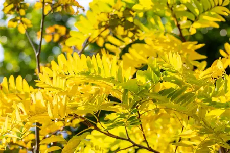 Robinia ps. 'Frisia' - STEM 225 CM, GIRTH 14-16 CM RB - image 3