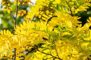 Robinia ps. 'Frisia' - STEM 225 CM, GIRTH 14-16 CM RB - image 3