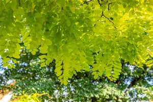Robinia ps. 'Frisia' - STEM 200 CM, GIRTH 8-10 CM C25