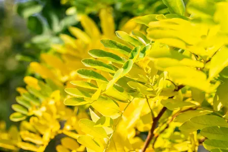 Robinia ps. 'Frisia' - STEM 225 CM, GIRTH 14-16 CM RB - image 2