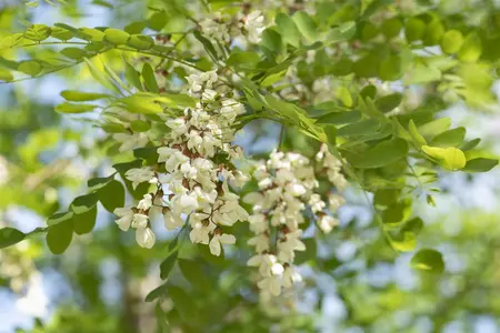 Robinia ps. 'Nyirs?g?' - 150-175 CM BR WHIP - image 2