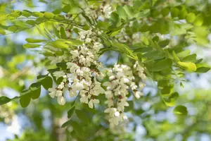 Robinia ps. 'Nyirs?g?' - 150-175 CM BR WHIP - image 2