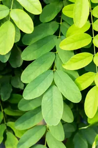 Robinia ps. 'Umbraculifera' - 180 CM STEM C7.5 - image 5