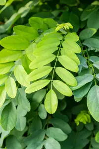 Robinia ps. 'Umbraculifera' - 1/2 STDS C12 - image 4
